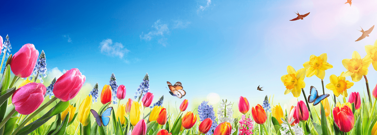 Lente bloemen, tulpen en narcissen in een bloemenveld