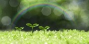 Drie groeiende plantjes op een groen gras met een regenboog